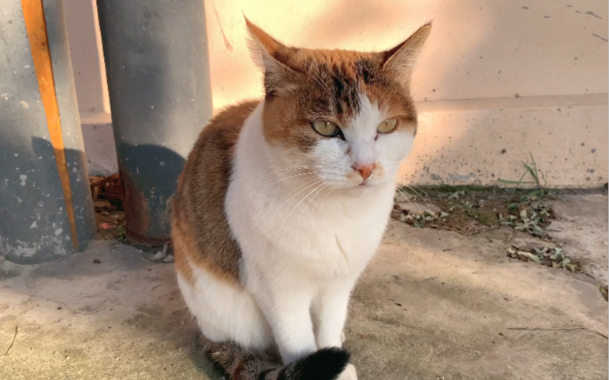 [流浪猫]每一只喵的叫声都很有个猫特色哔哩哔哩bilibili