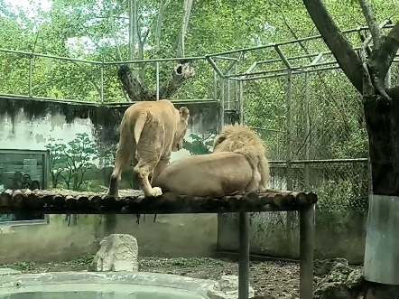 成都动物园 白狮