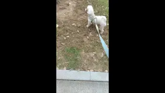 PK胜场 叮叮blbl