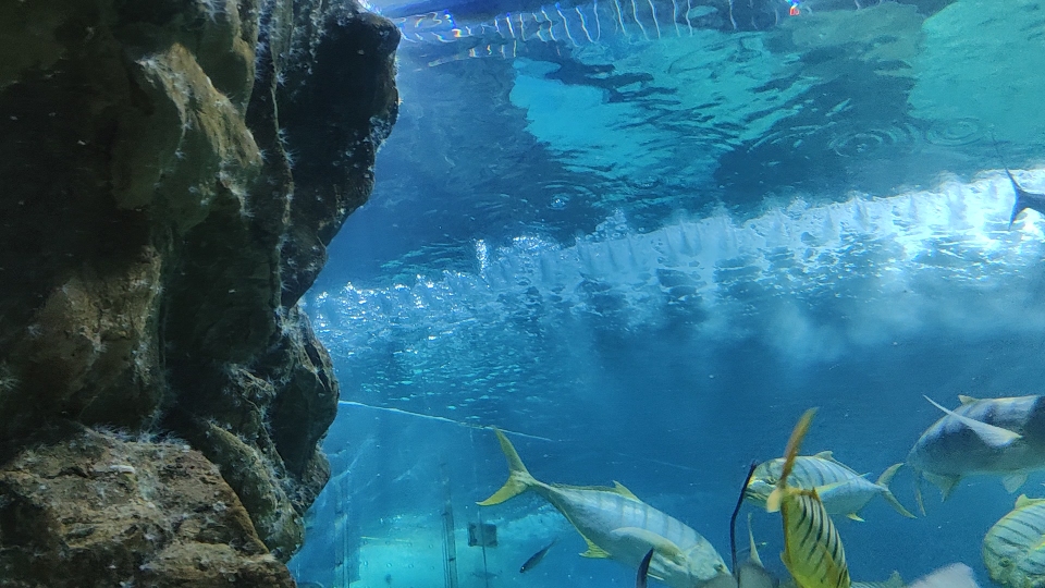 水族馆旅游,青岛海洋世界海底隧道录像哔哩哔哩bilibili