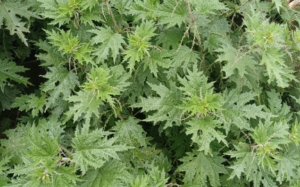 赖火麻:从顽强生存到生态恢复的奇迹植物