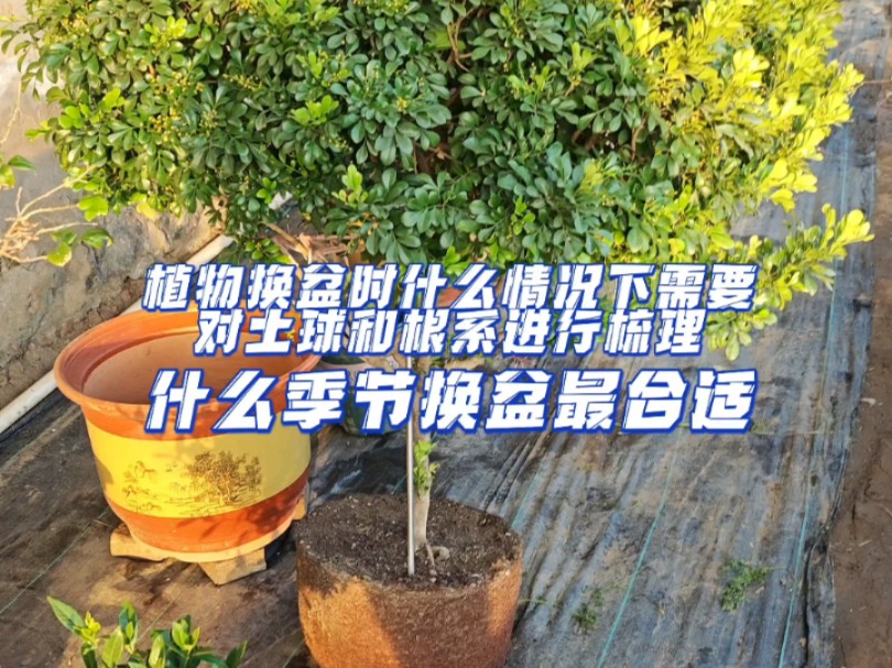 至于换盆时什么情况下需要对土球梳理,什么季节换盆最合适?哔哩哔哩bilibili