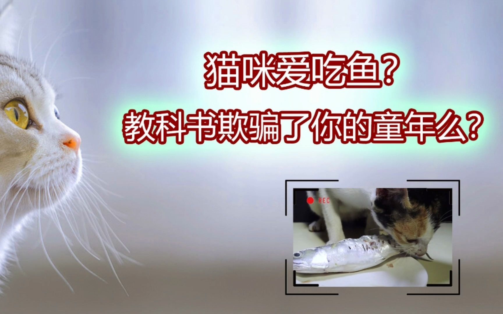 猫咪爱吃鱼?教科书欺骗了你的童年么?哔哩哔哩bilibili