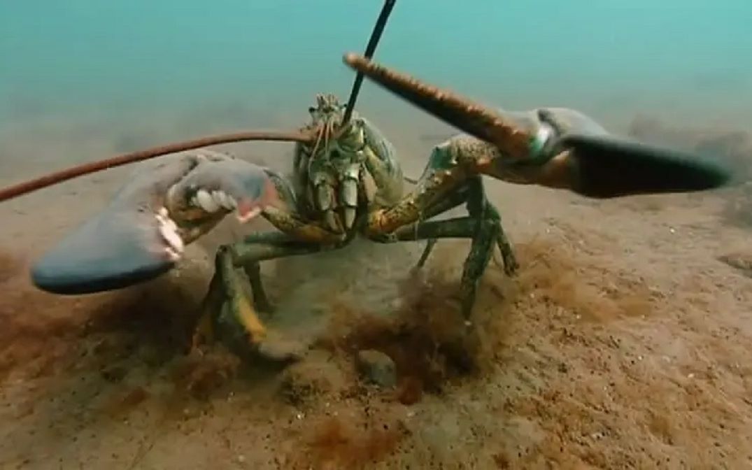 巨螯龙虾的必杀技图片