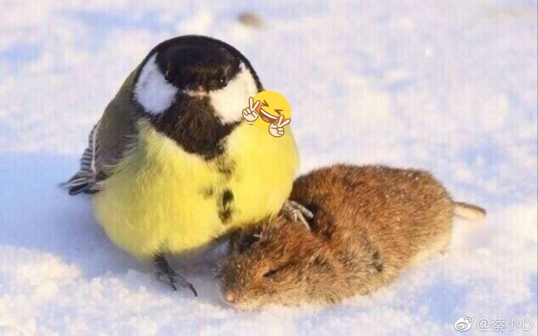 广西壮族小品_哔哩哔哩_bilibili