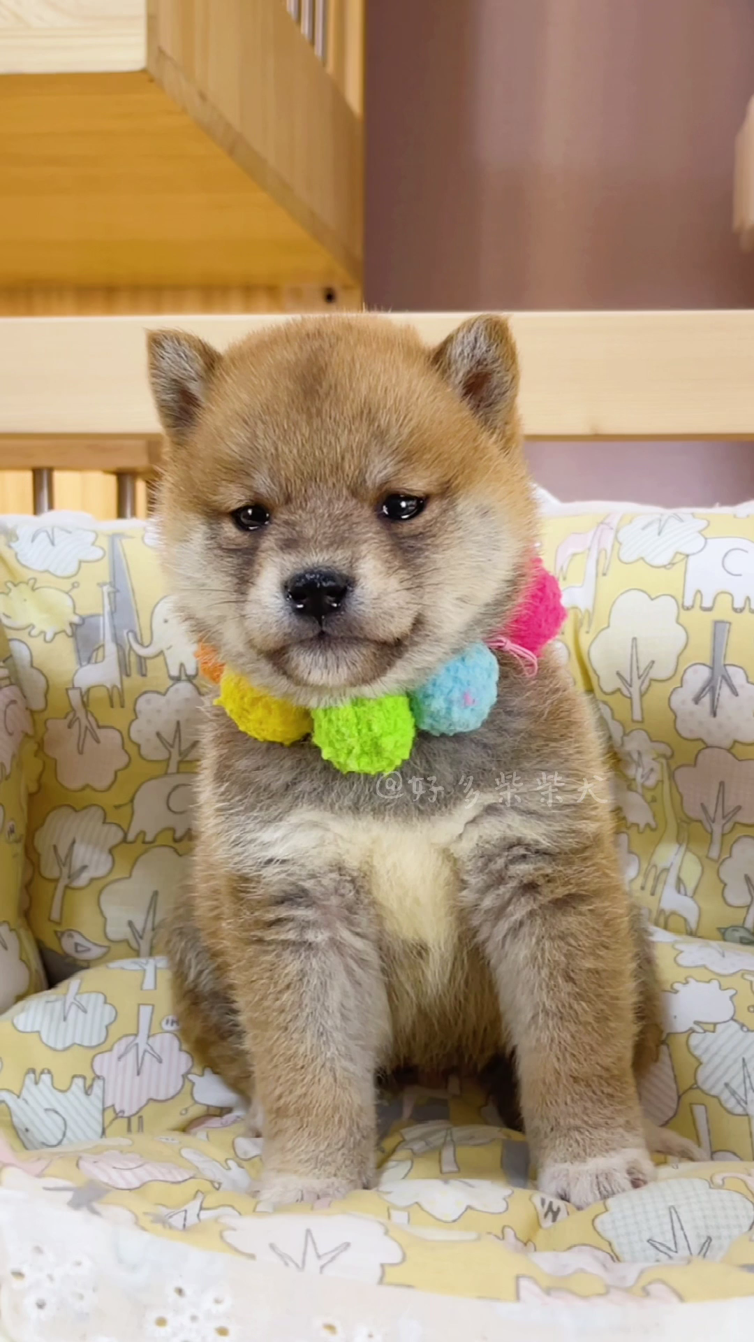 让人看一眼就爱上的赤柴妹妹00#柴犬