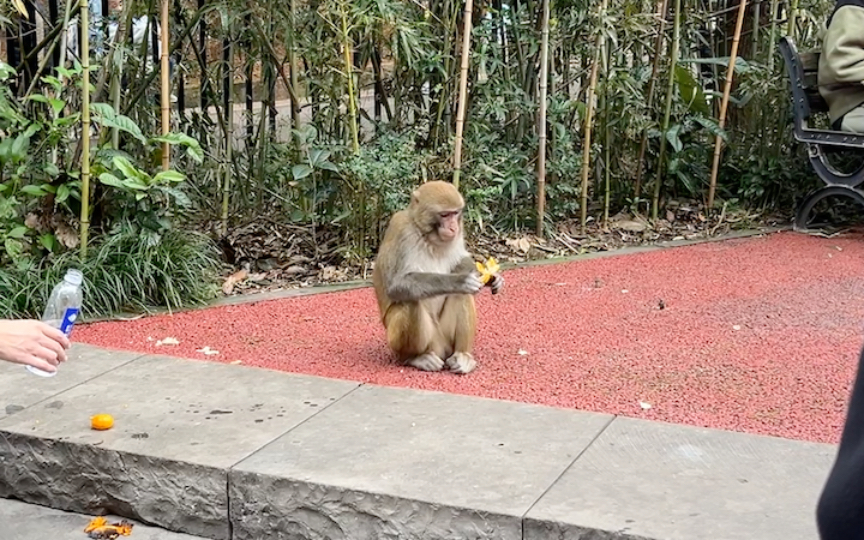 黔灵山的猴子,快要成精了!