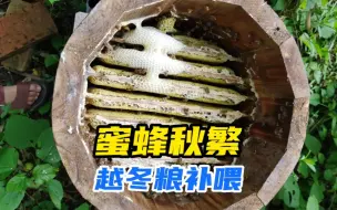 Download Video: 蜜蜂秋繁要不要补喂越冬粮？不喂就越不了冬吗？一哥又强行出位了