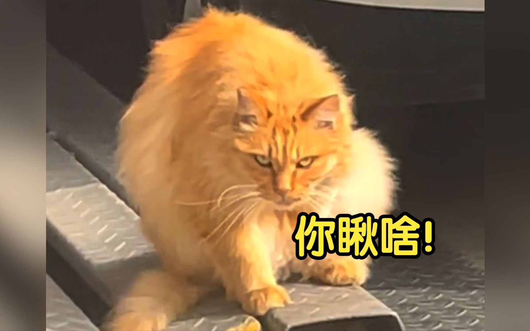 《全员恶猫》哔哩哔哩bilibili