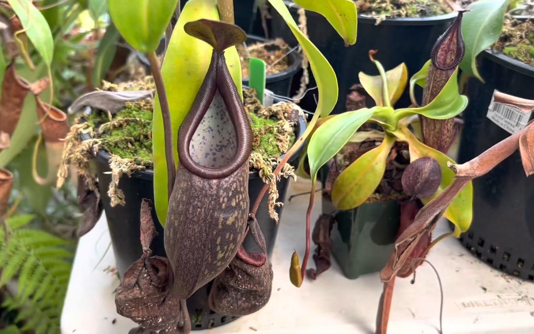 硬叶猪笼草 - california carnivores