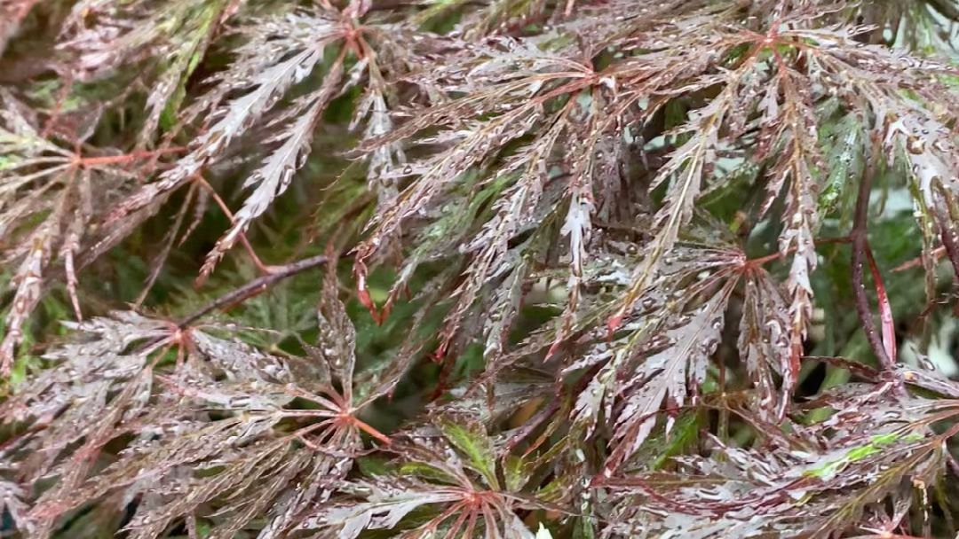 枫树绯红皇后_哔哩哔哩_bilibili