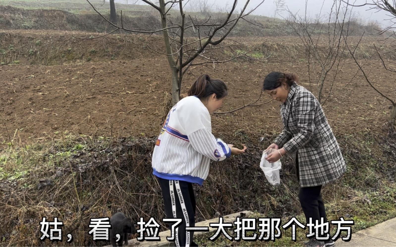 [图]地软大家吃过吗？只有农村才有的美食，素素和姑姑捡回家蒸包子，个个松软清香好吃极了