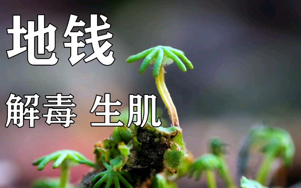 [图]【地钱】被忽略的苔癣植物药材！被火烧了的人进来看！