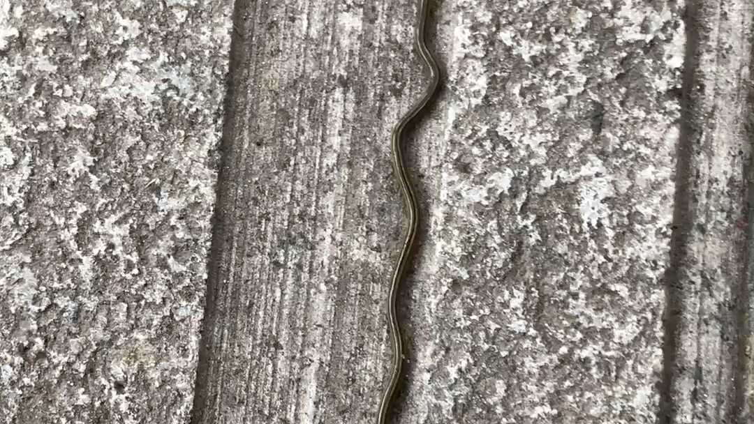 头型奇特的蚯蚓,扇状头,身体细长