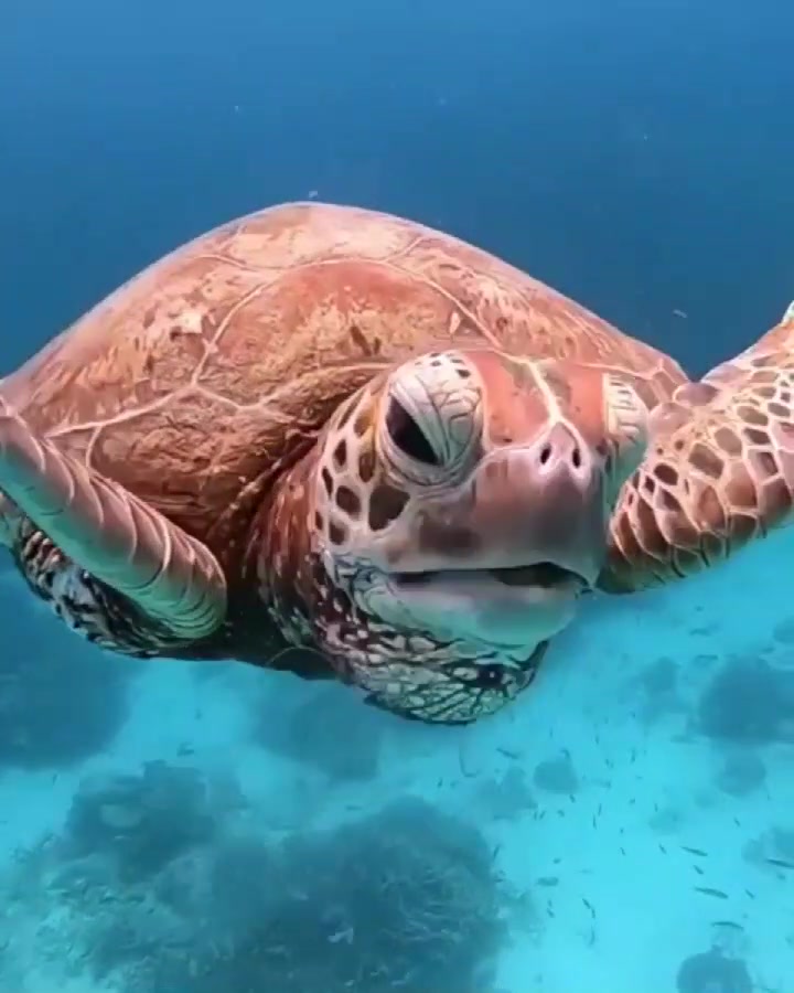 海龟吞水母,如同吸果冻一般