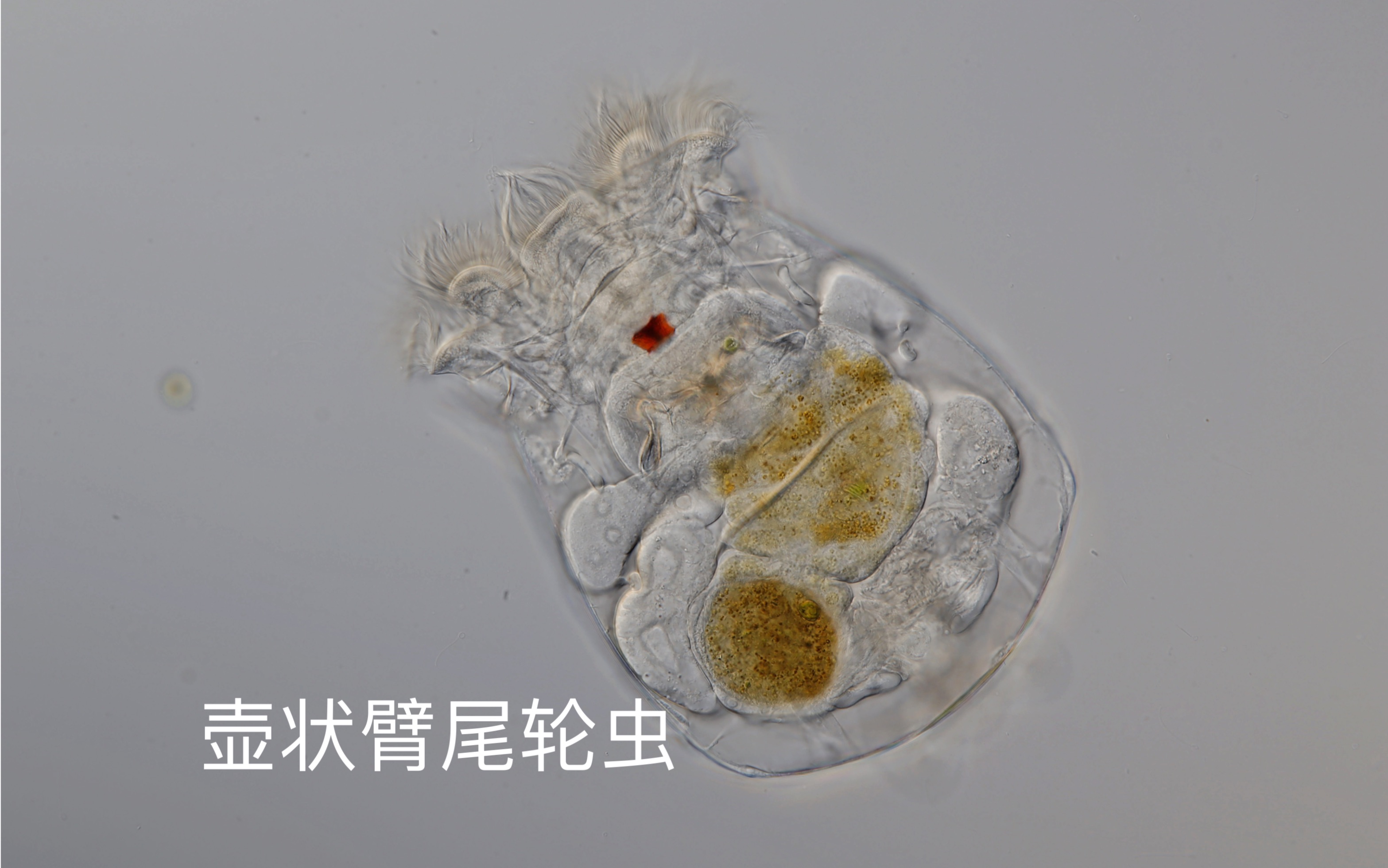 壶状臂尾轮虫以底栖为主,这次用pfu在塘河采到