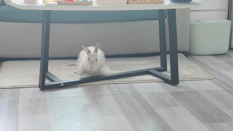 忙忙叨叨一小兔子 哔哩哔哩