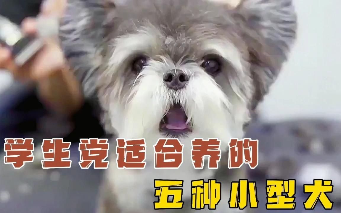 学生党适合养的五种小型犬,赶紧养一只!哔哩哔哩bilibili