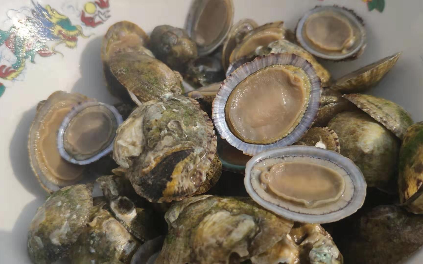 市场上几十块的将军帽,在这里却没人要,小马意外收获一条黑石斑