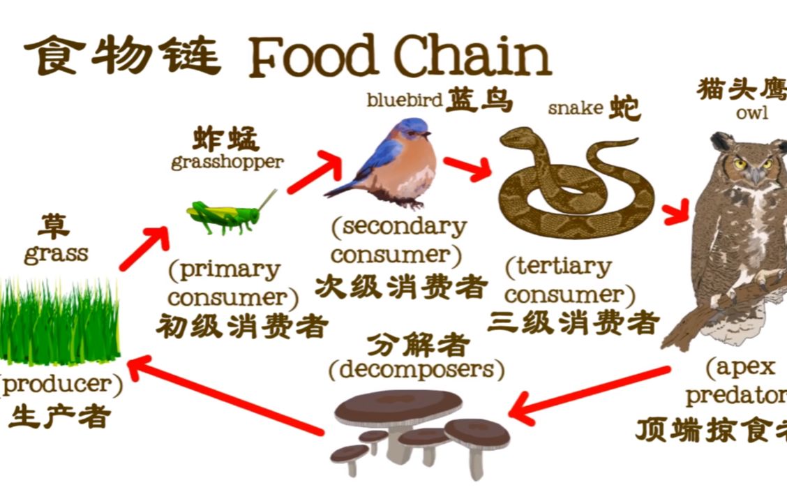 [图]儿童科普-食物链 Food Chains for Kids-FreeSchool