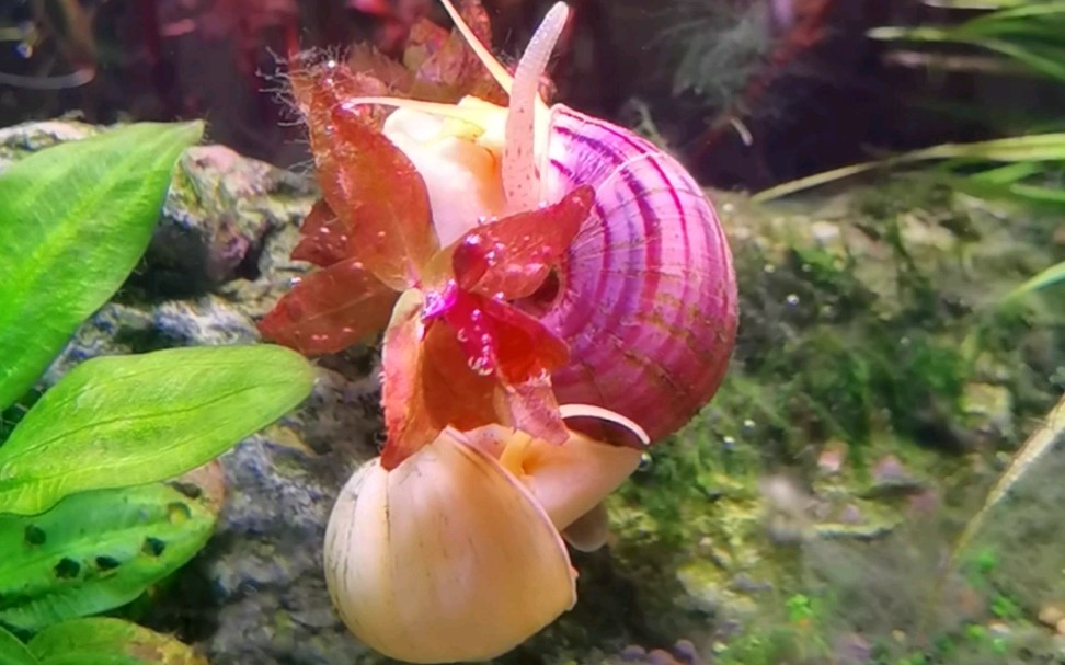 螺竟然干出这种事,苦了这株红蝴蝶