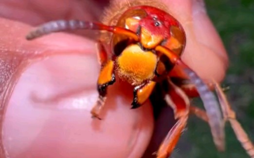 黄蜂尾后针 B站