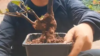 Скачать видео: 沙河种植生桩有利也有弊，来年切记先盆景