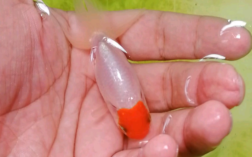 [鹅头红金鱼]开箱一条小宫鹅,尾巴有点折了