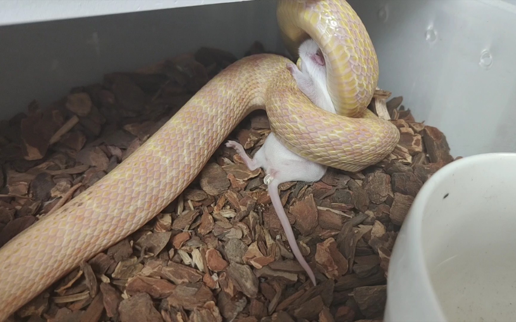 【白化王锦蛇】游蛇之王的教科书绞杀,小鼠直接失禁