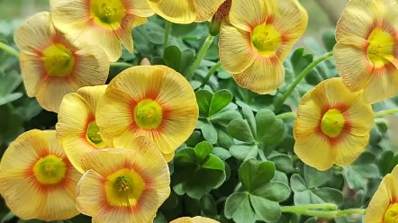 酢浆草伊丽莎白,平平无奇毫无特点,并没有长在我审美点上
