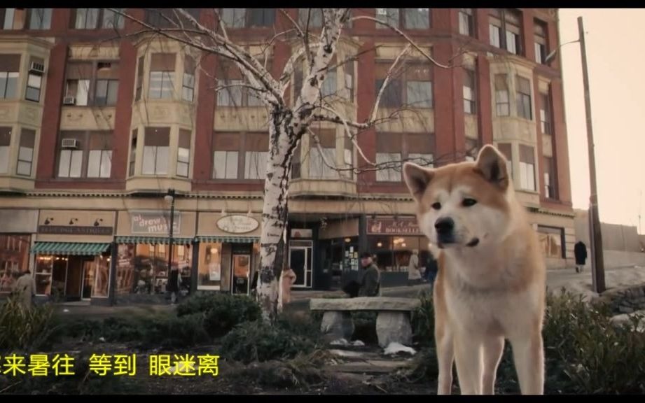 【忠犬八公】它曾感动全世界哔哩哔哩bilibili