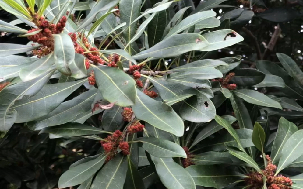 春节后杨梅开花,本地一种蜜蜂粉源植物