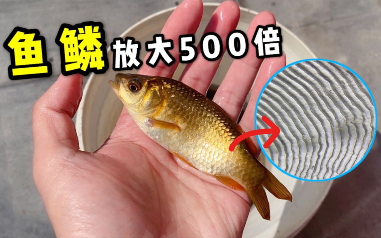 鱼鳞是光滑的吗?放大500倍能看见一圈圈裂纹!太美了