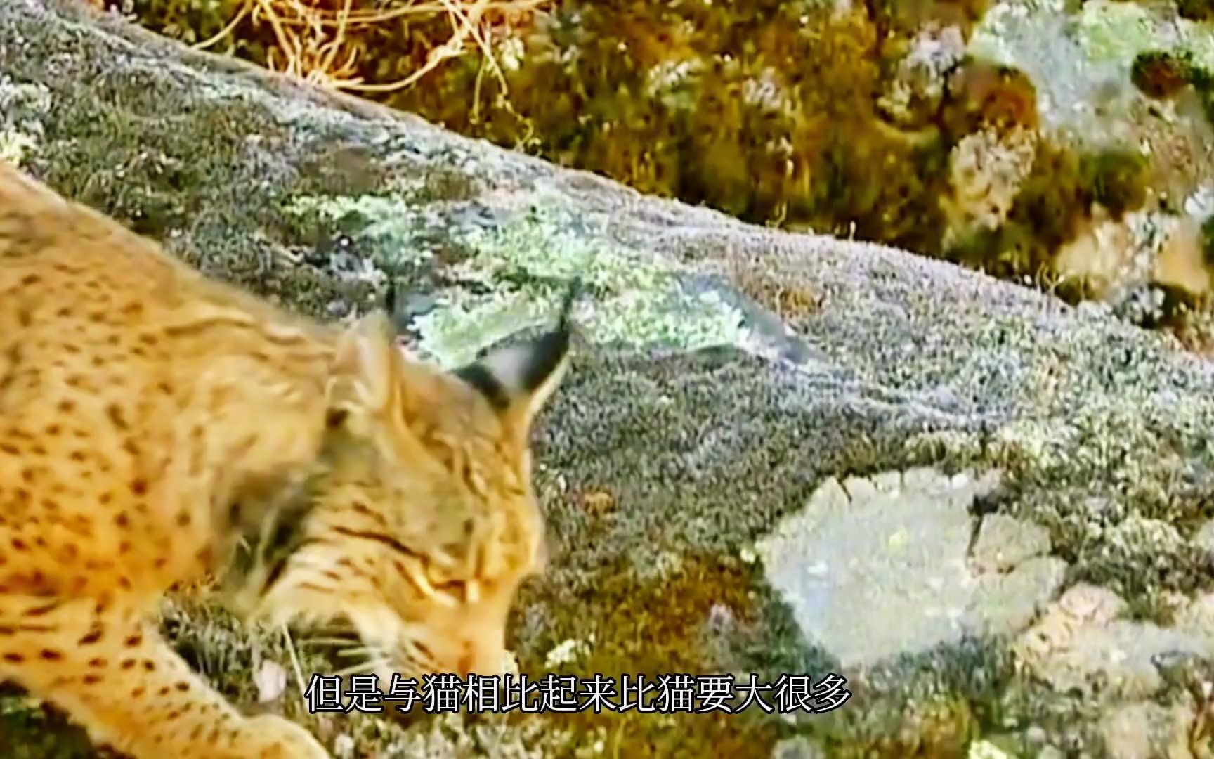 猞猁:凶猛无比,捕猎兔子就像猫捉老鼠一样轻松#热门#猞猁