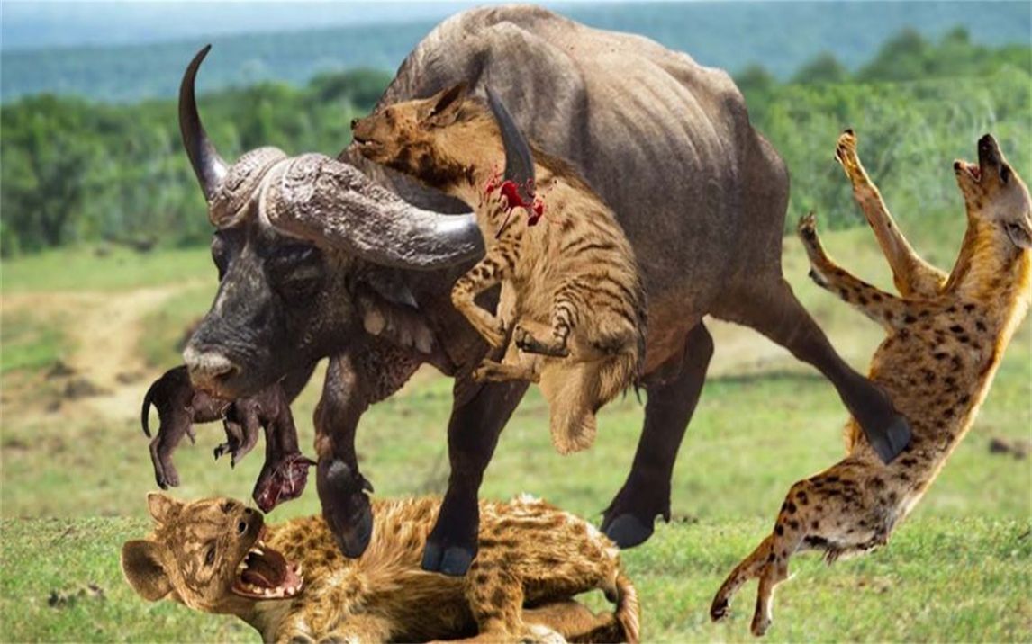 当布法罗反击鬣狗时,水牛让鬣狗成为笑话,水牛狮子猎豹鬣狗战斗!