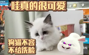 Скачать видео: 【血狼切片（弹幕版）】血狼看ve小猫 狗猫如水火相容