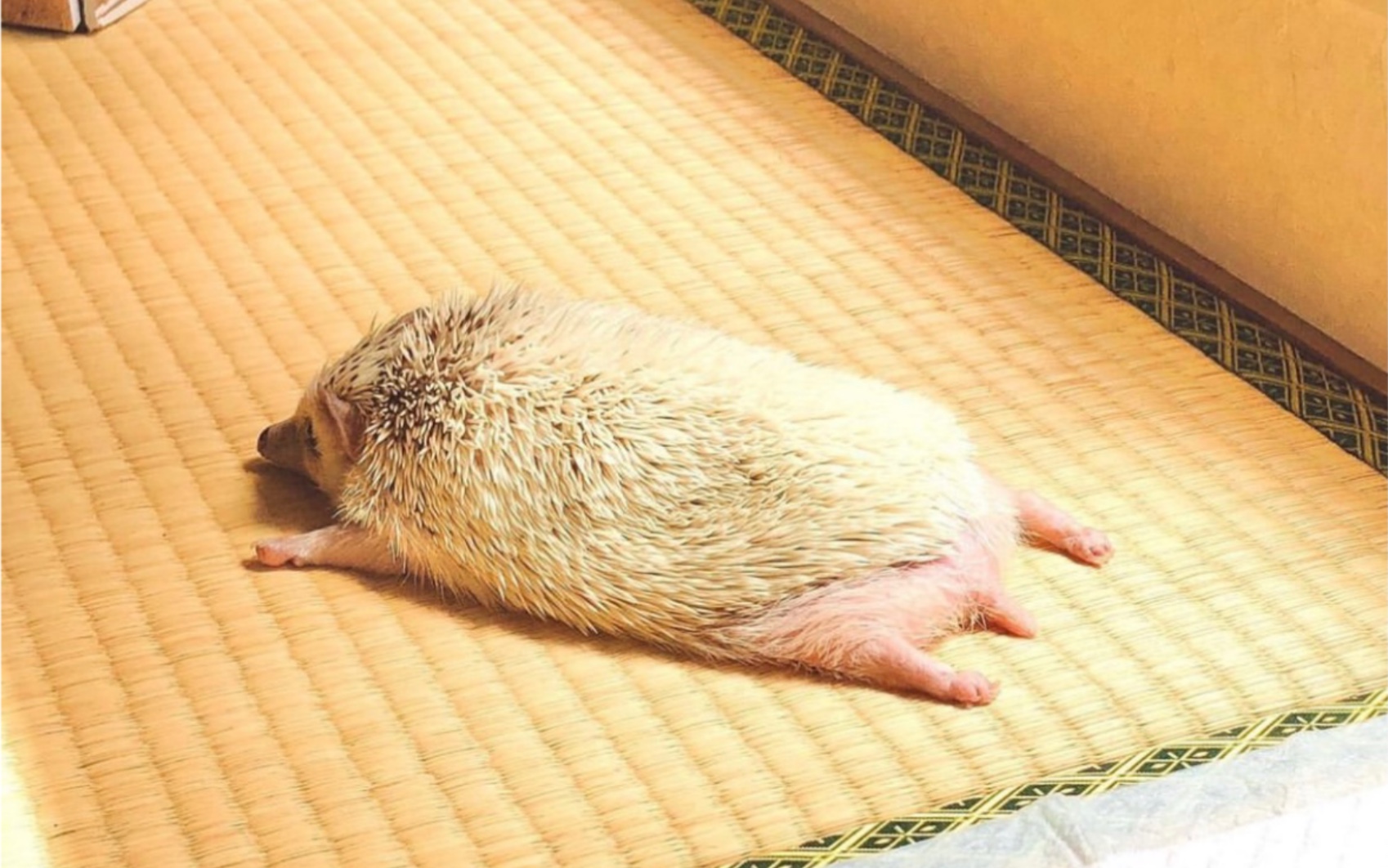 活动  刺猬猪 aka猛男杀手