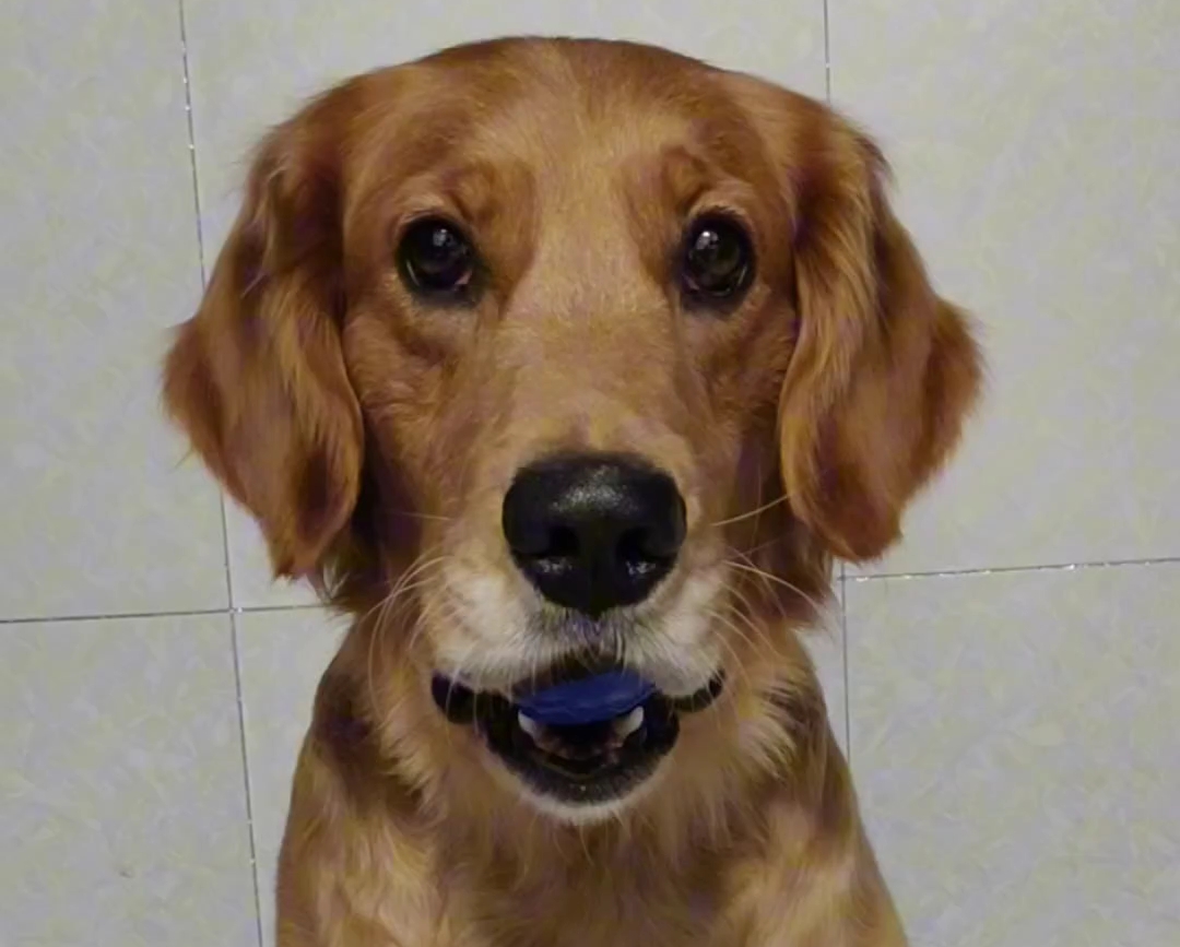 最爱那些呆滞的小表情