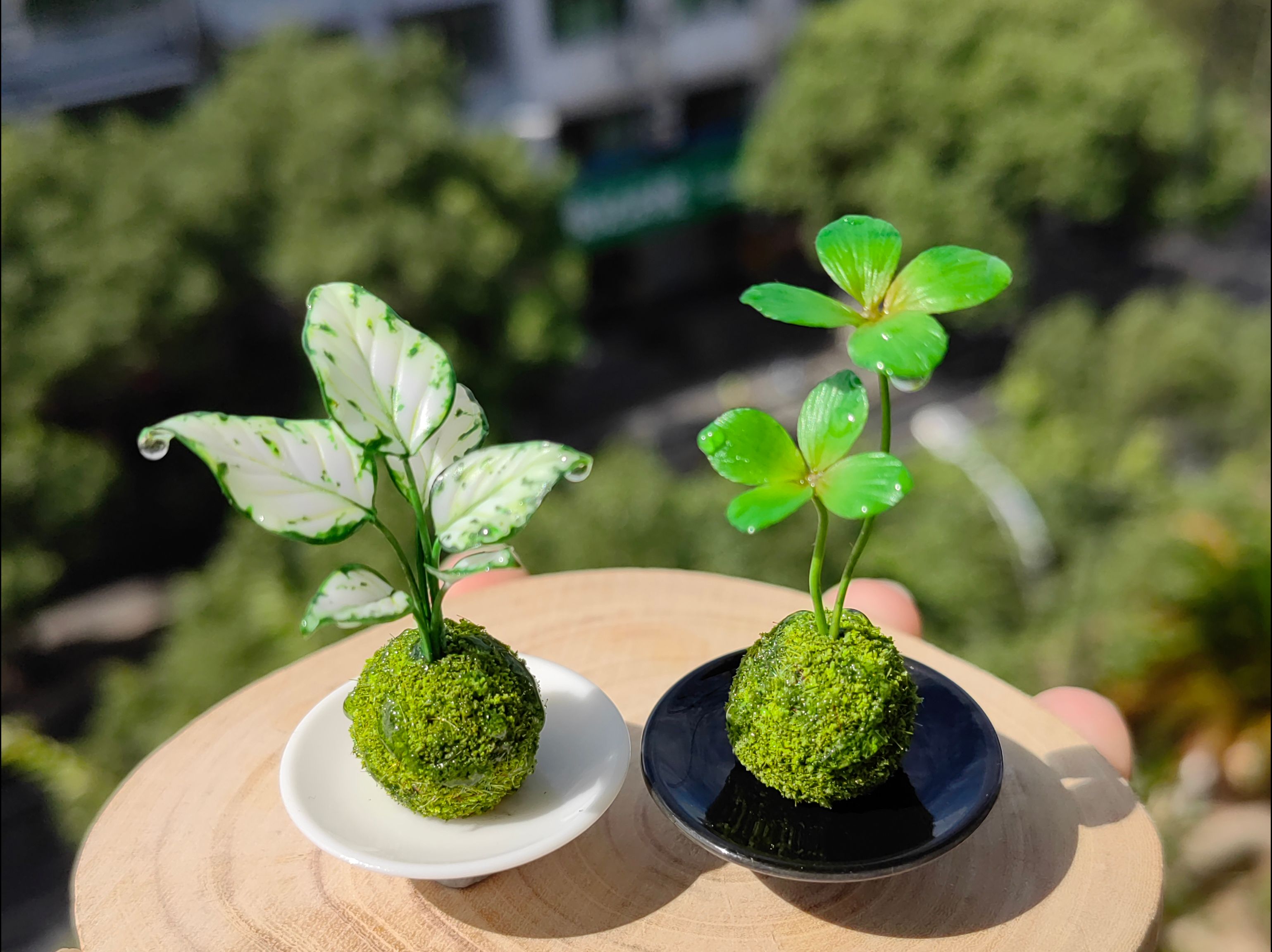 苔藓植物门代表植物图片