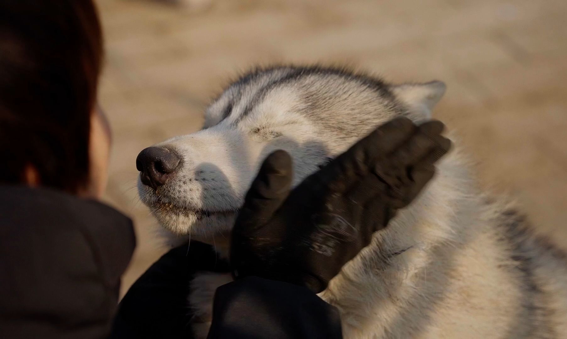 【哈士奇的搞笑日常】狗子搞破坏无解?主子使出绝招结局让人笑翻