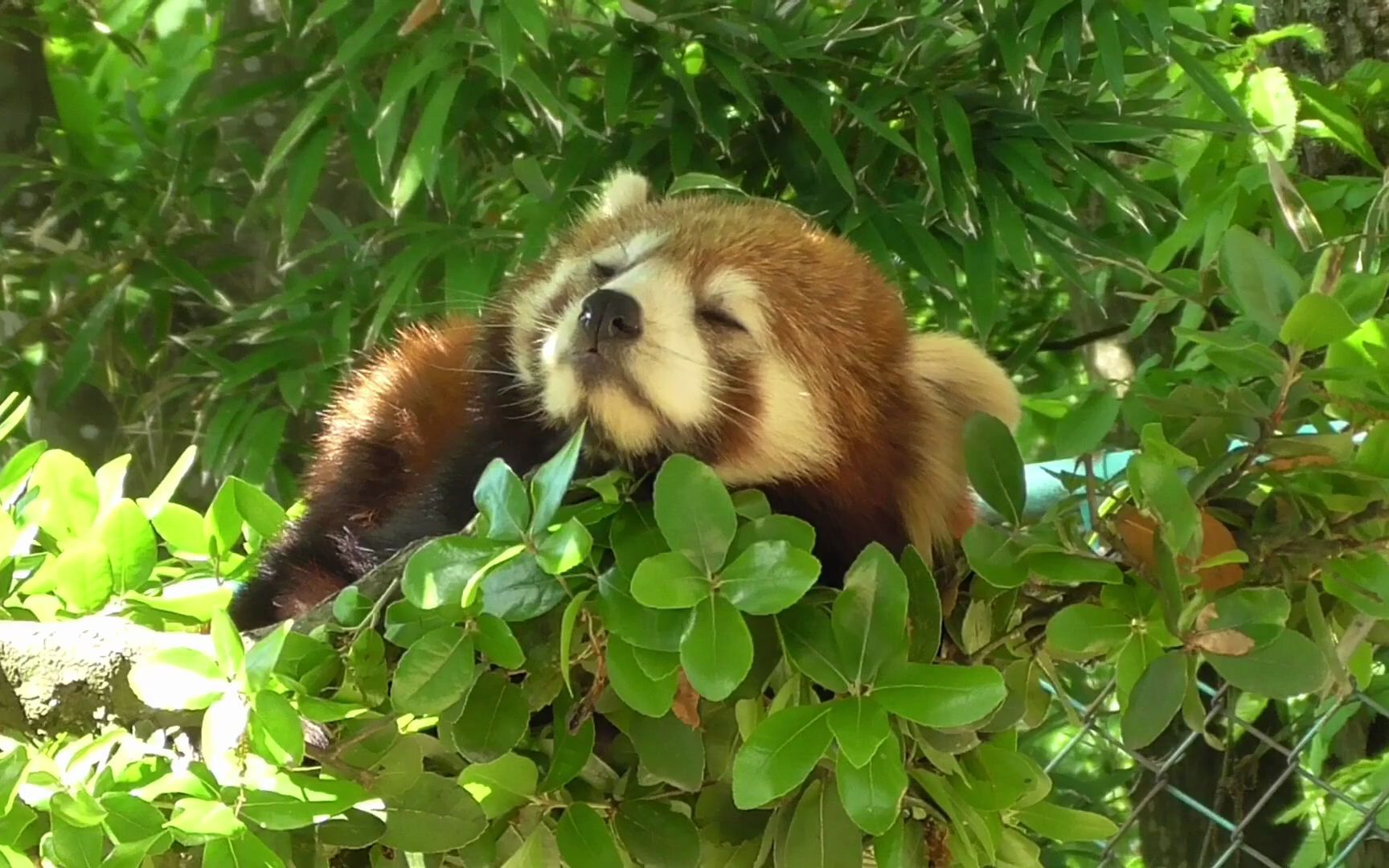 西山动物园 午睡的小熊猫