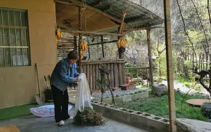 回了趟老家，妈妈给我挖了些自己种的黄花菜，种在小院刚改造好的路两边，期待今年早日开放