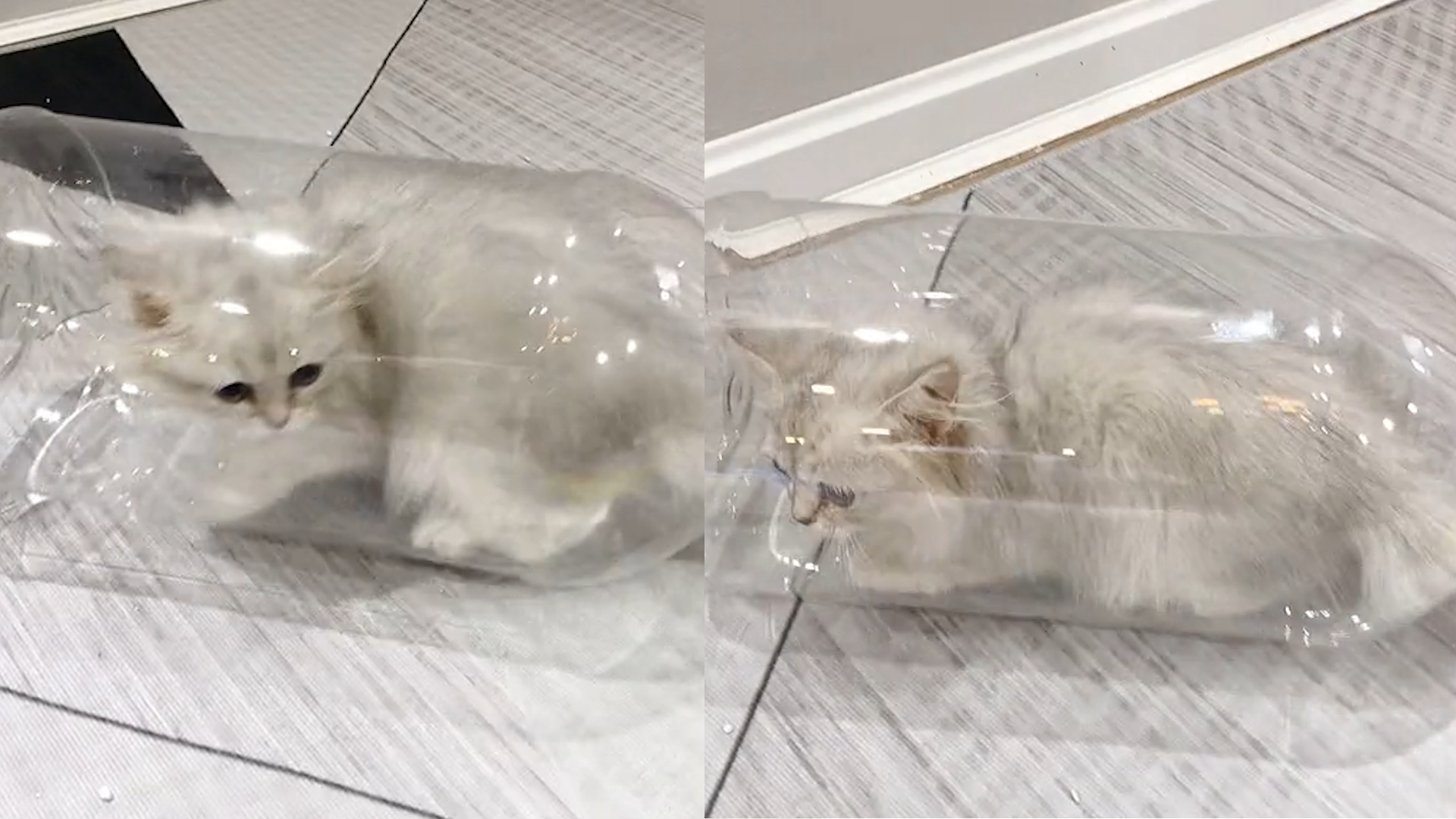 小猫咪调皮钻进瓶子里,实力诠释"猫是液体"!