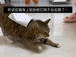 下载视频: 听说在猫身上贴张纸猫就不会走路了