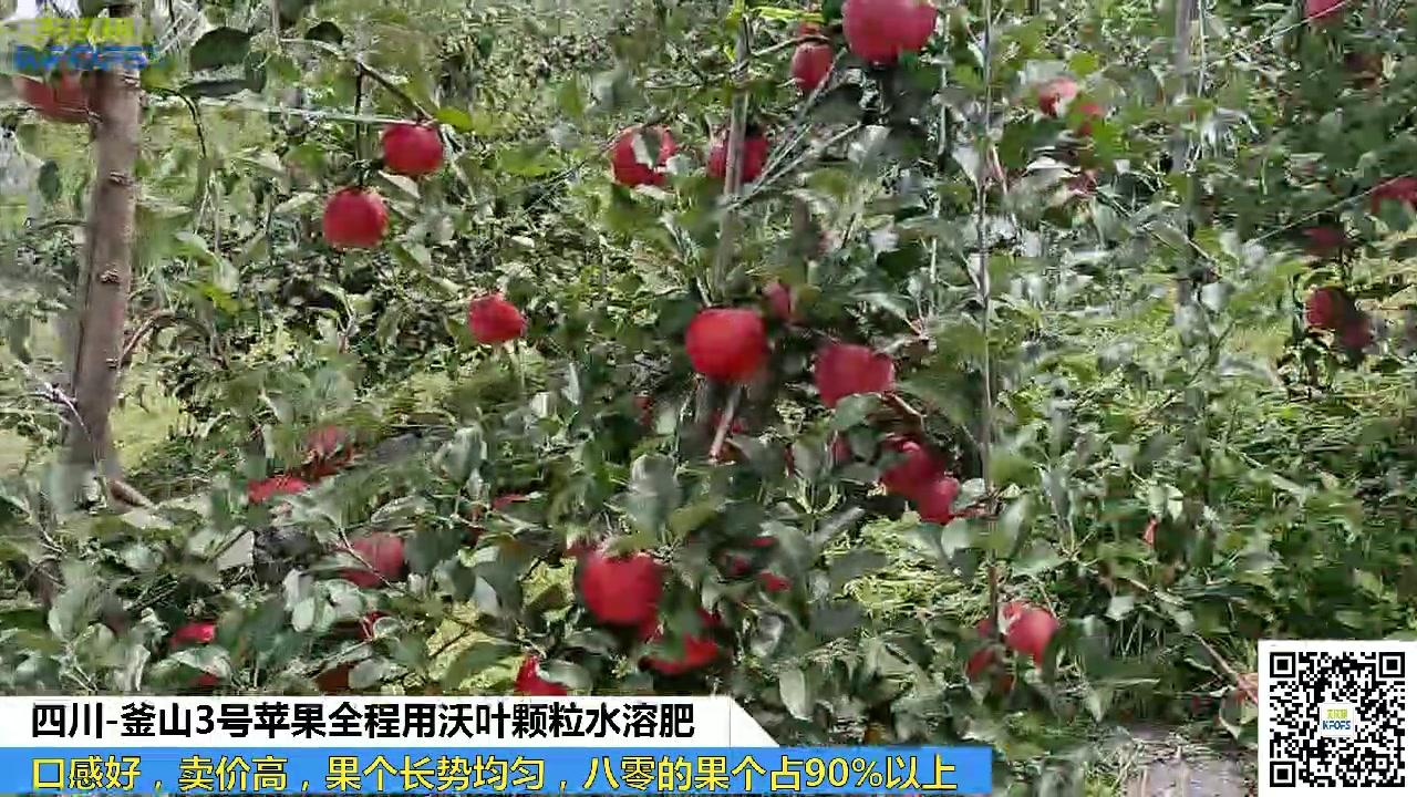 颗粒水溶肥厂家四川盐源县苹果全程用夫沃施沃叶颗粒水溶肥,口感好,卖价高,果个长势均匀,八零的果个占90%以上哔哩哔哩bilibili