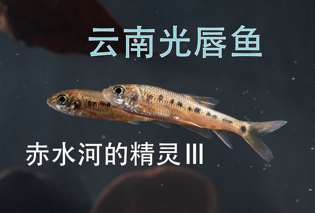 赤水河的精灵3云南光唇鱼Acrossocheilus yunnanensis (Regan, 1904)哔哩哔哩bilibili