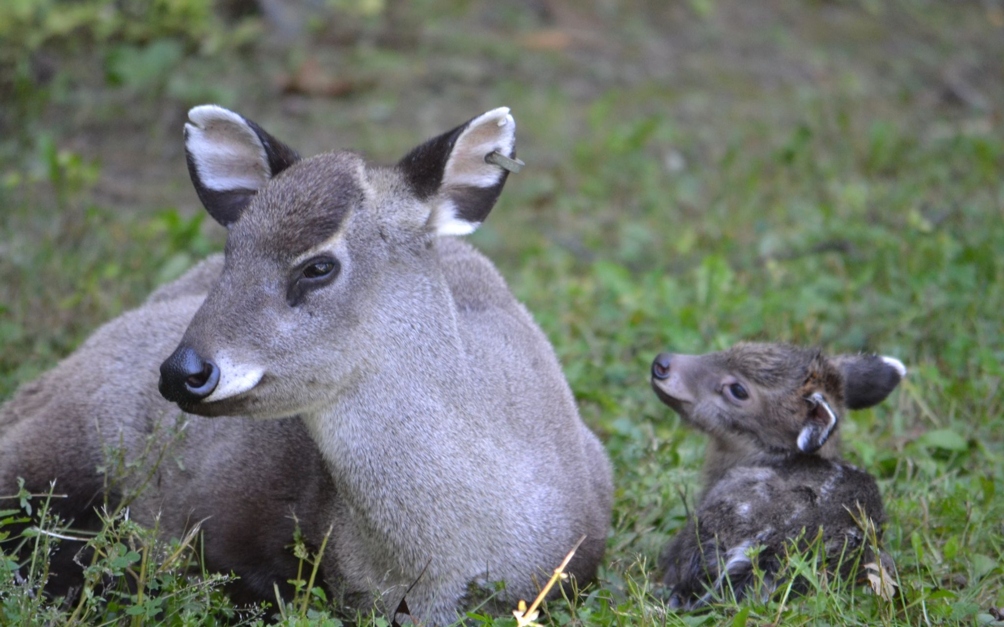 [图]波特公園動物園成功繁殖了珍稀的中國本土物種——毛冠鹿