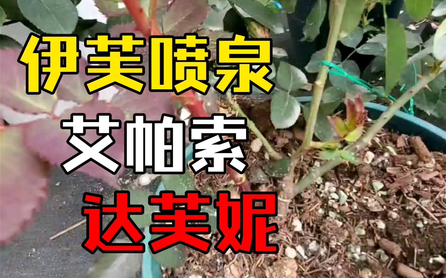 伊芙喷泉,艾帕索,达芙妮日常操作哔哩哔哩bilibili