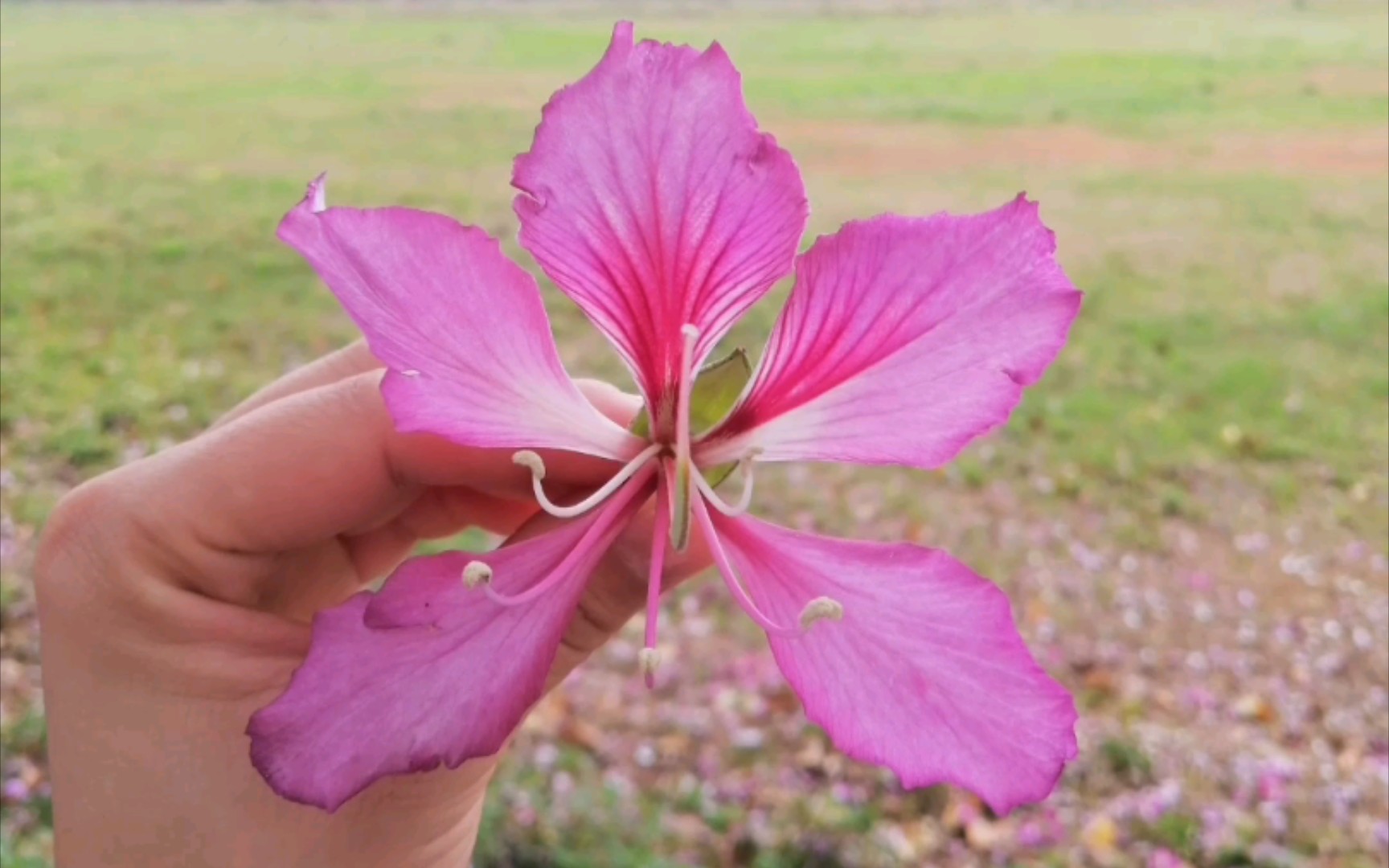 [图]错过了紫荆花花期，希望能抓住你。