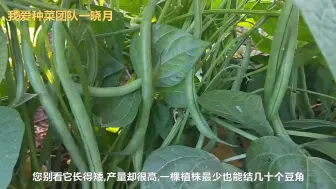 Descargar video: 现在正是种植豆角的时候，这种豆角不用搭架，真是太省心了